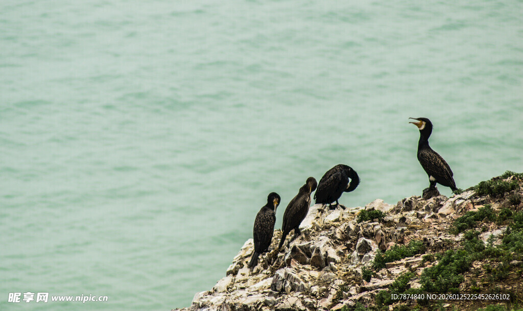 崖边群鸟栖息