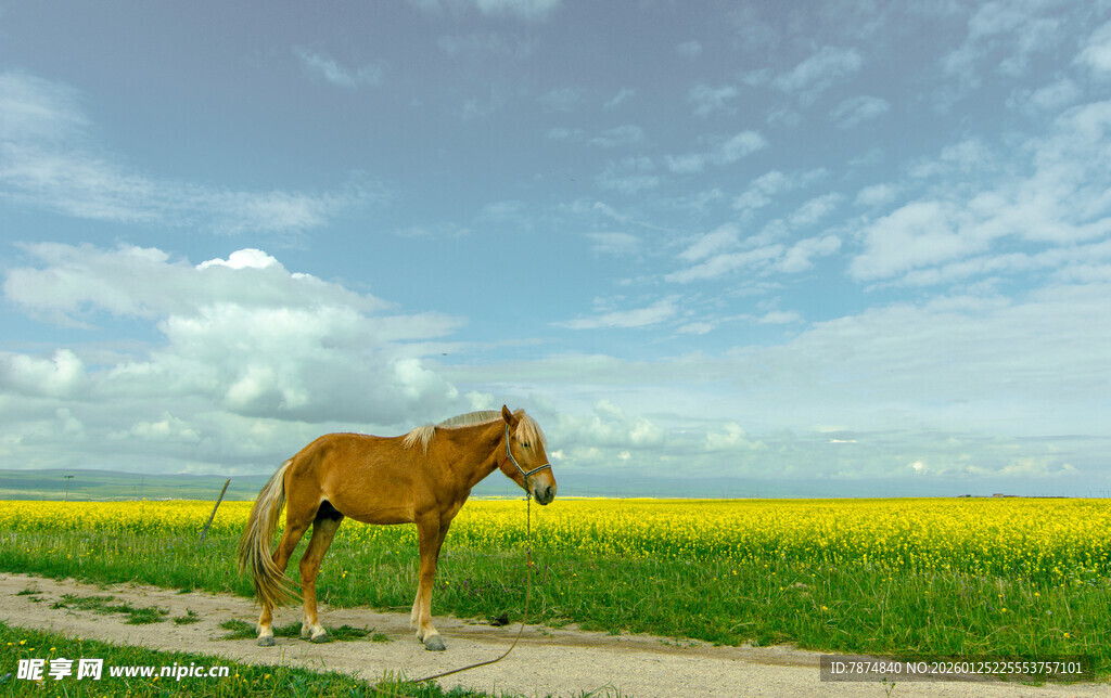 田野中骏马独行