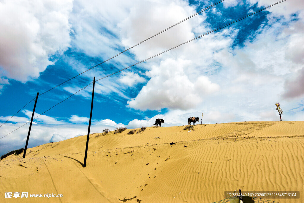 沙漠风光与云端下的牛群
