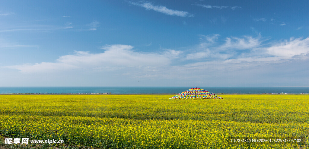 金黄油菜花海与蓝天