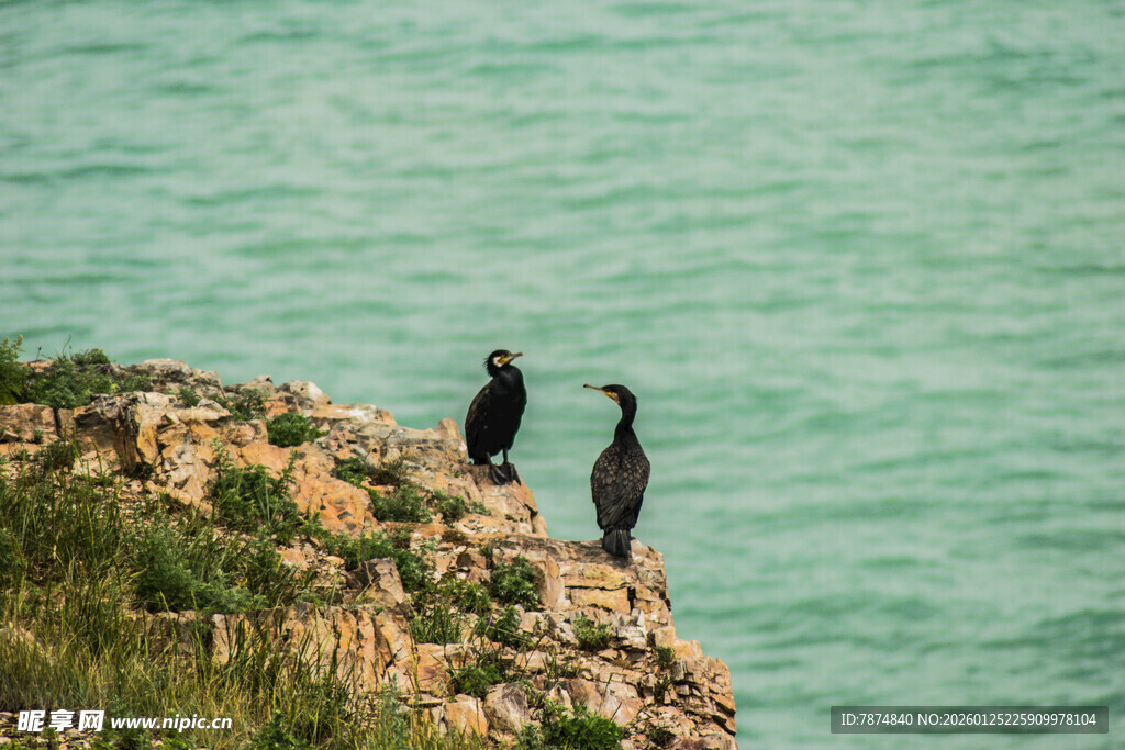 崖边双鸟望碧海