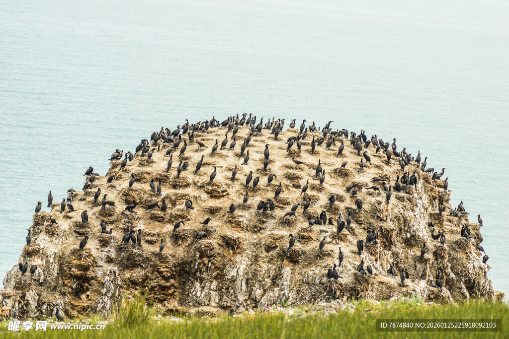 海鸟聚集的壮观岩石景观