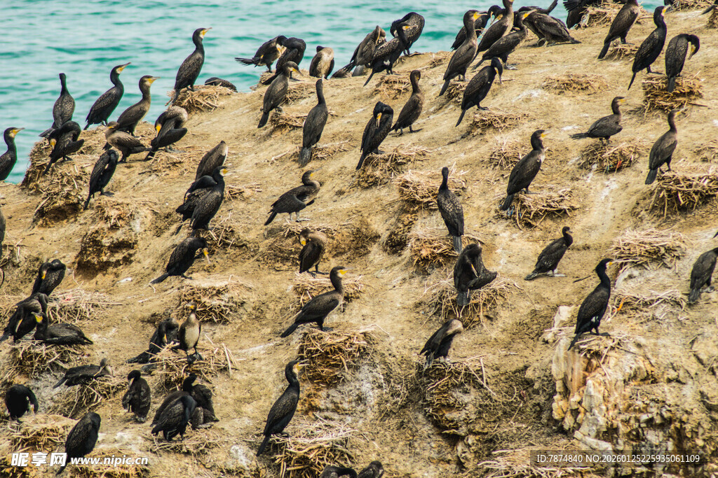海鸟聚集在岩石上