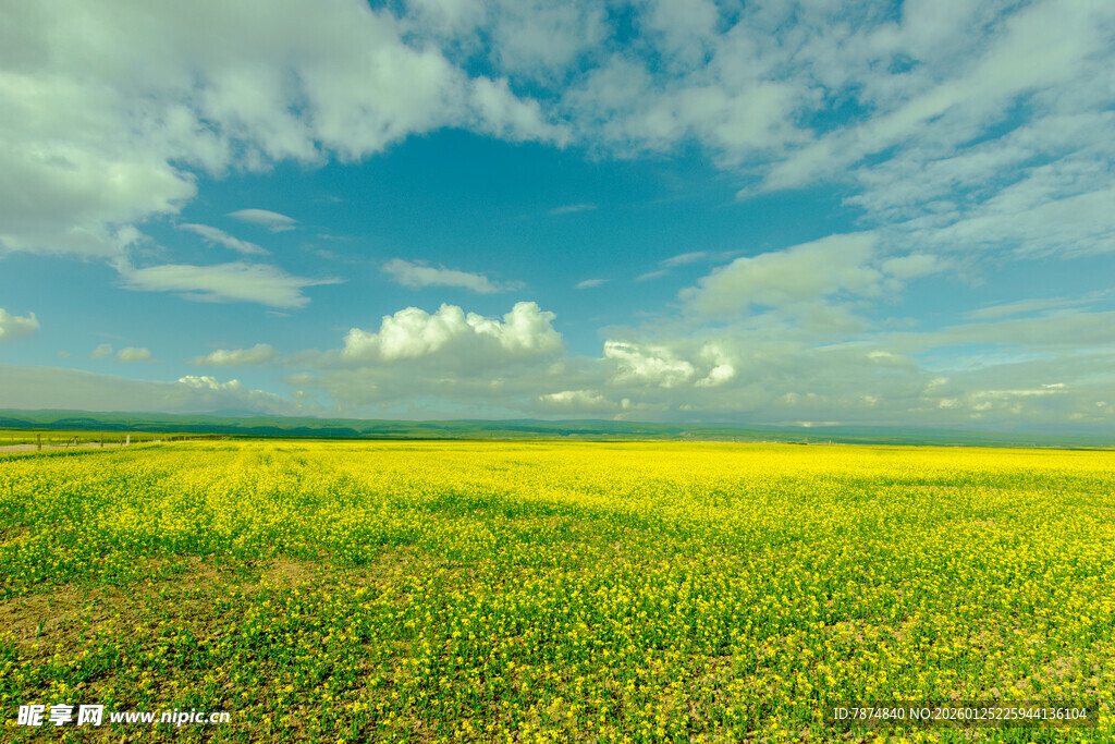 金黄油菜花海 蓝天相伴