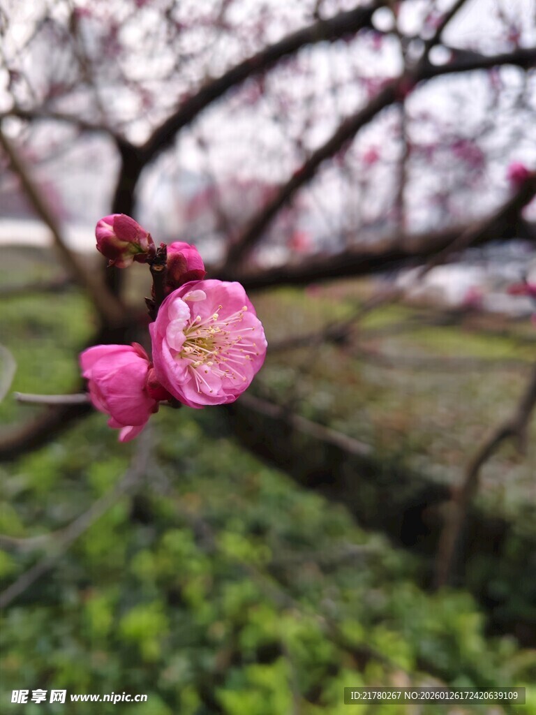 枝头绽放红梅