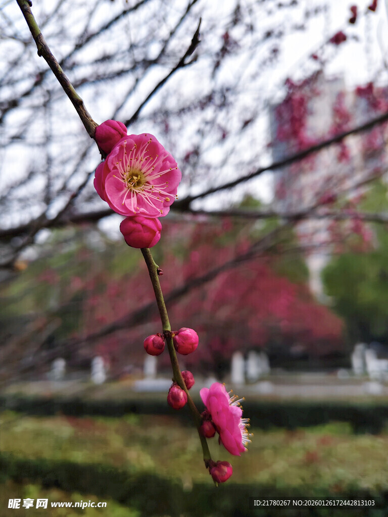枝头绽放的娇艳粉色梅花