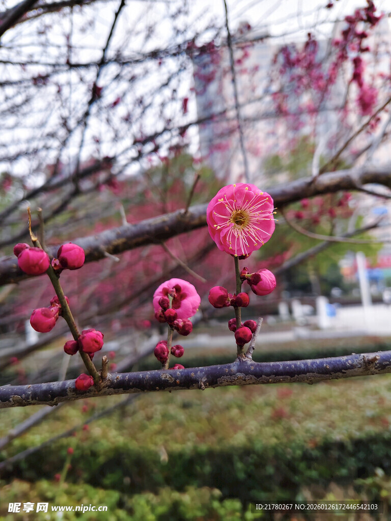 枝头梅花