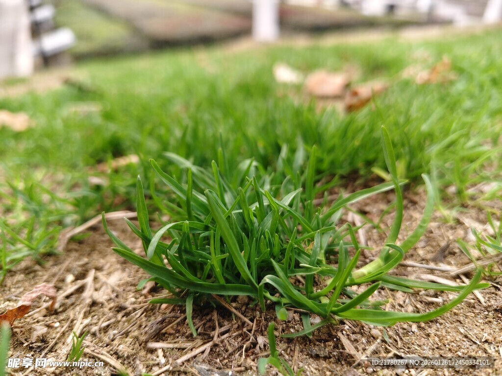 嫩绿小草