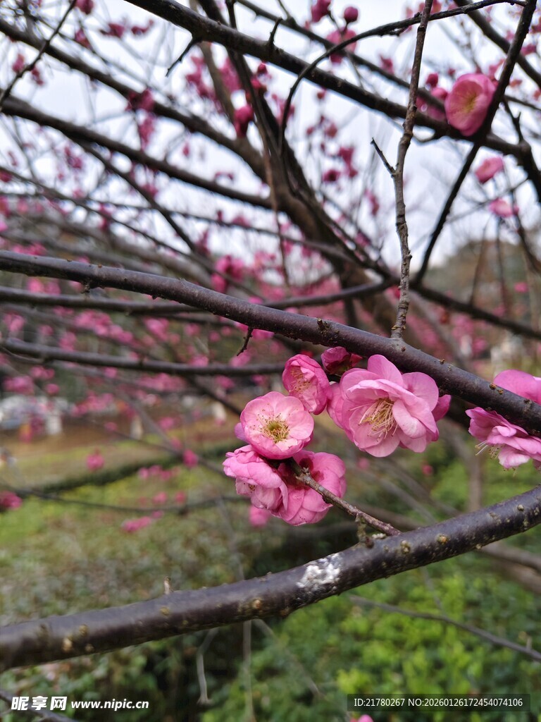 枝头梅花
