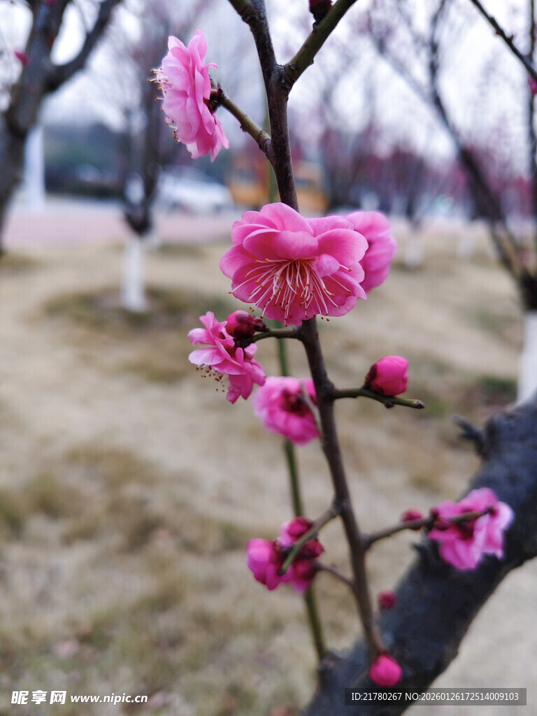 枝头绽放的娇艳粉色梅花