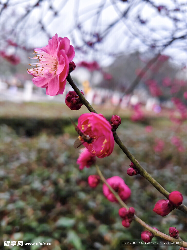 娇艳红梅绽放枝头