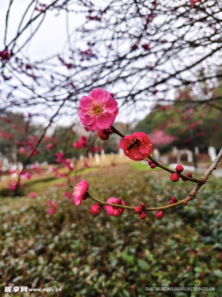 枝头红梅