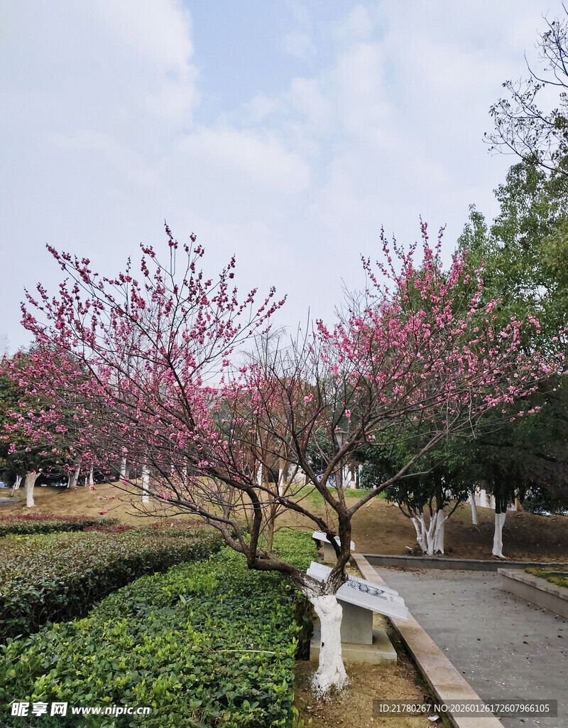 一棵梅花树