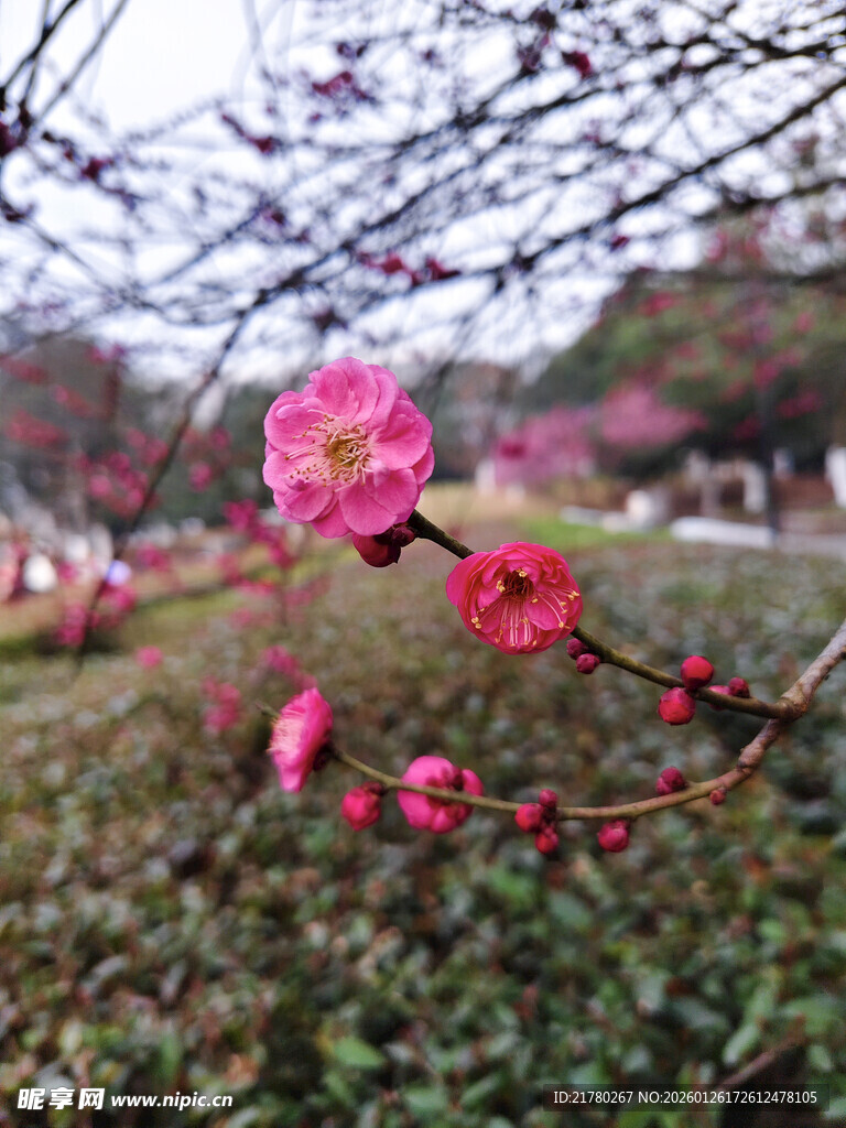 枝头红梅花