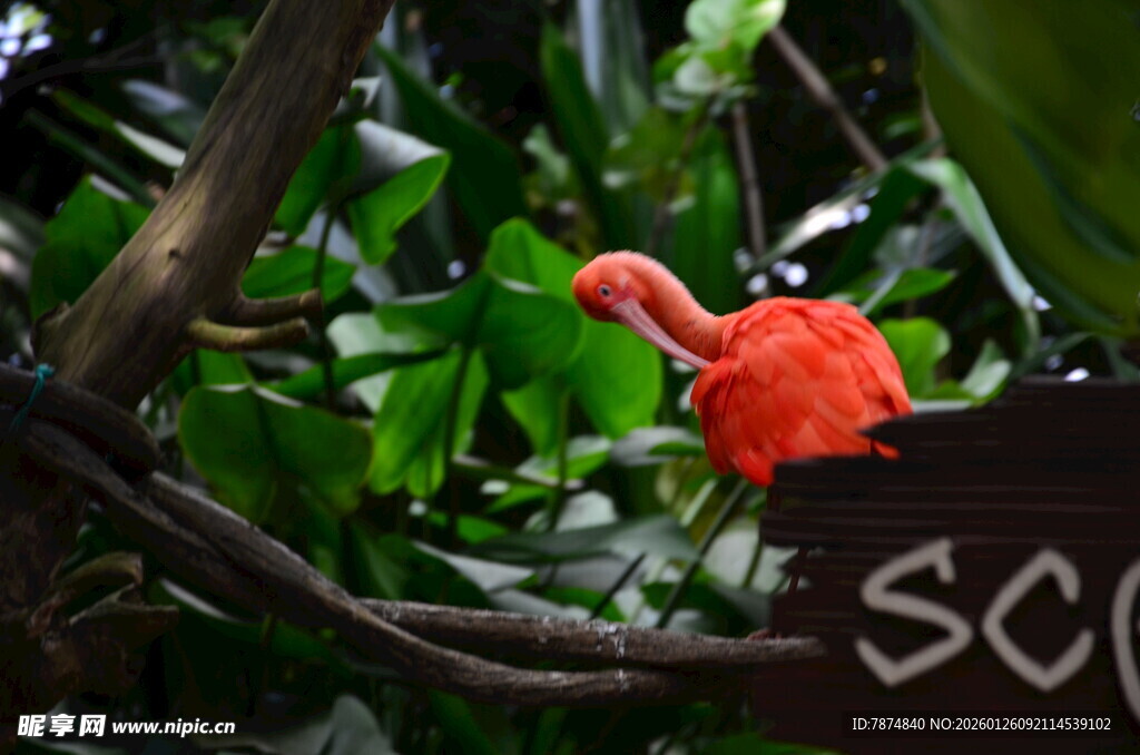 枝头红鸟栖于绿植间