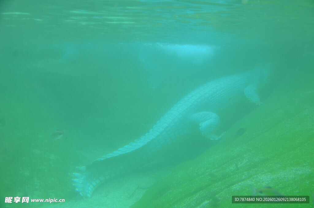 水下优雅游动的神秘生物