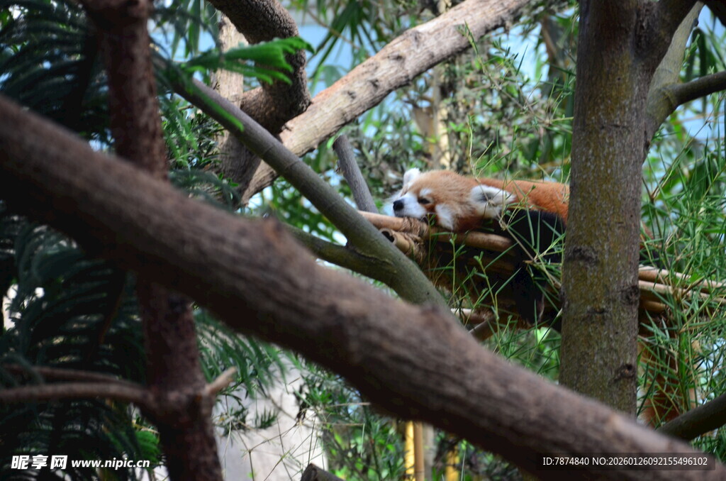 小熊猫在林间休憩
