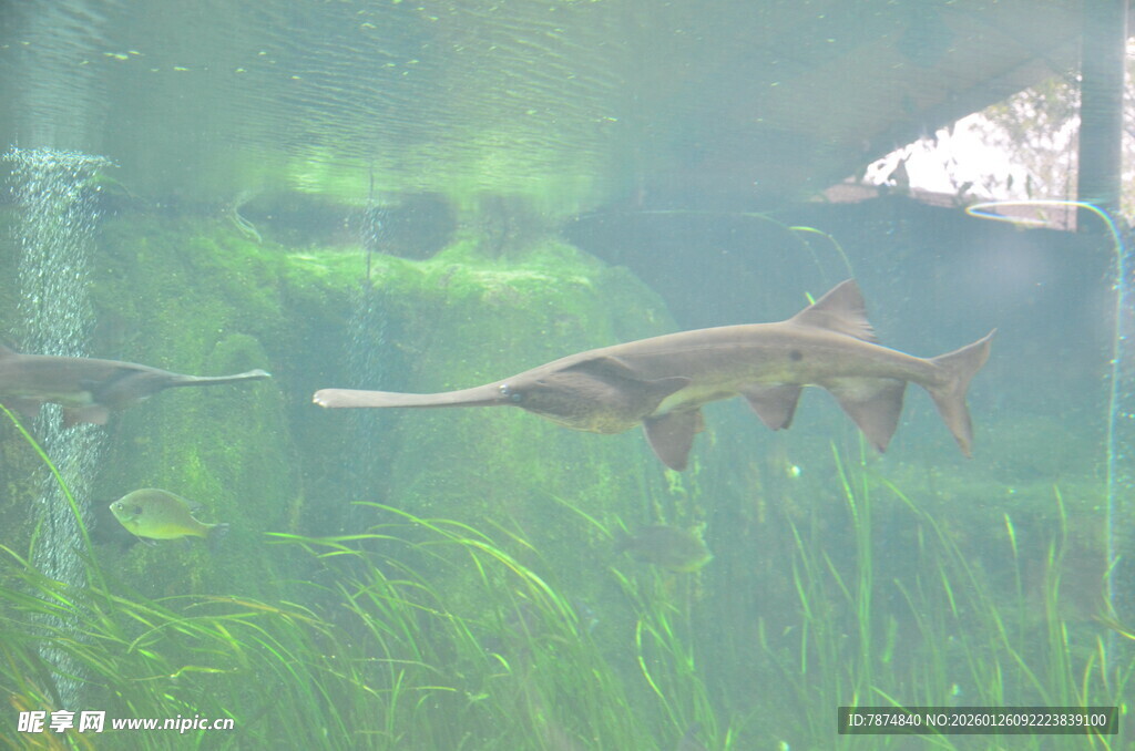 水中游弋的奇异鱼类