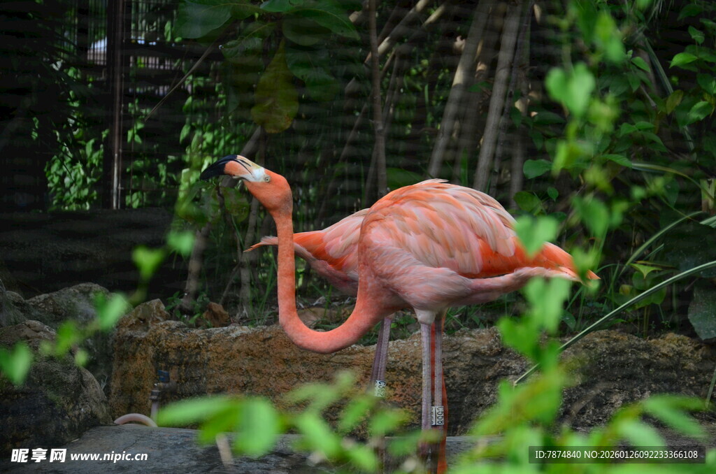 优雅火烈鸟于自然中休憩