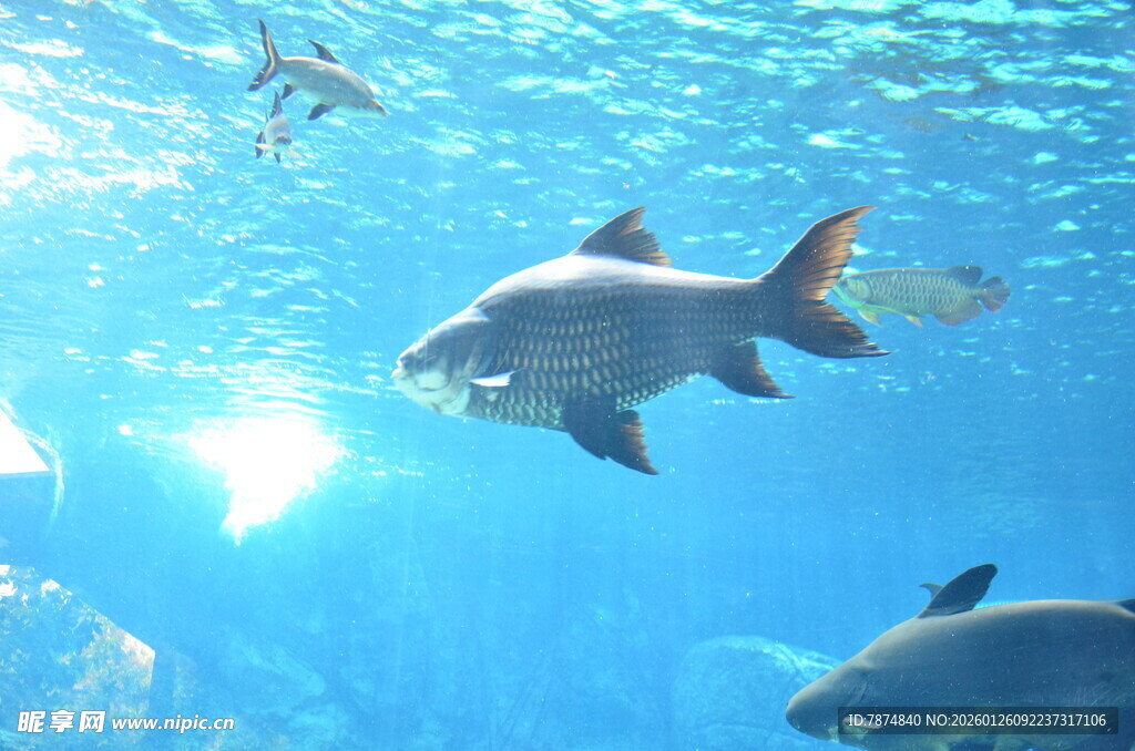 水族馆中游动的美丽鱼类