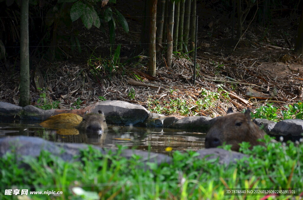 溪边休憩的野生动物