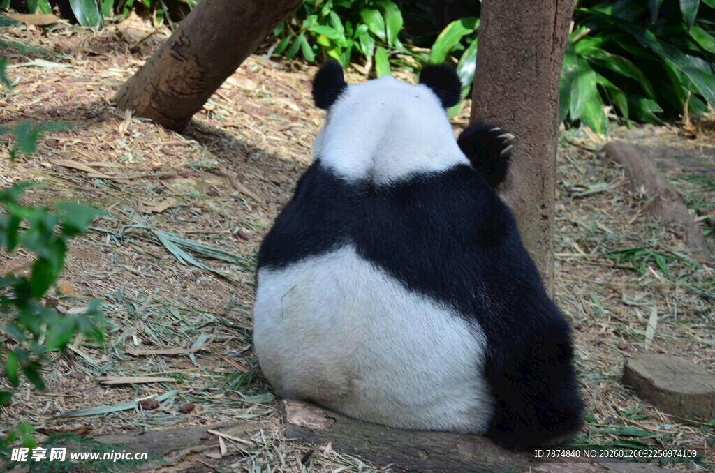 憨态熊猫背身坐于林间