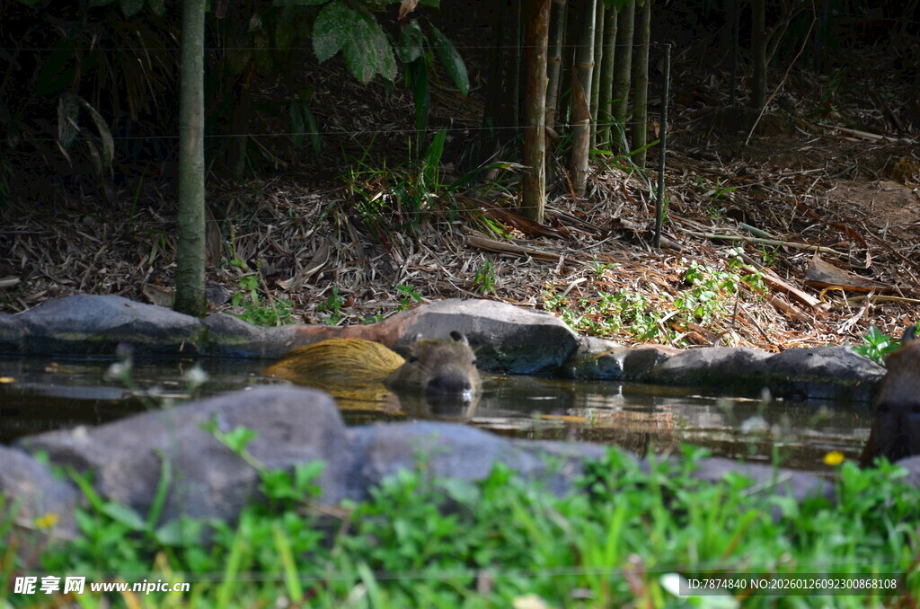 林间溪边的悠闲小动物