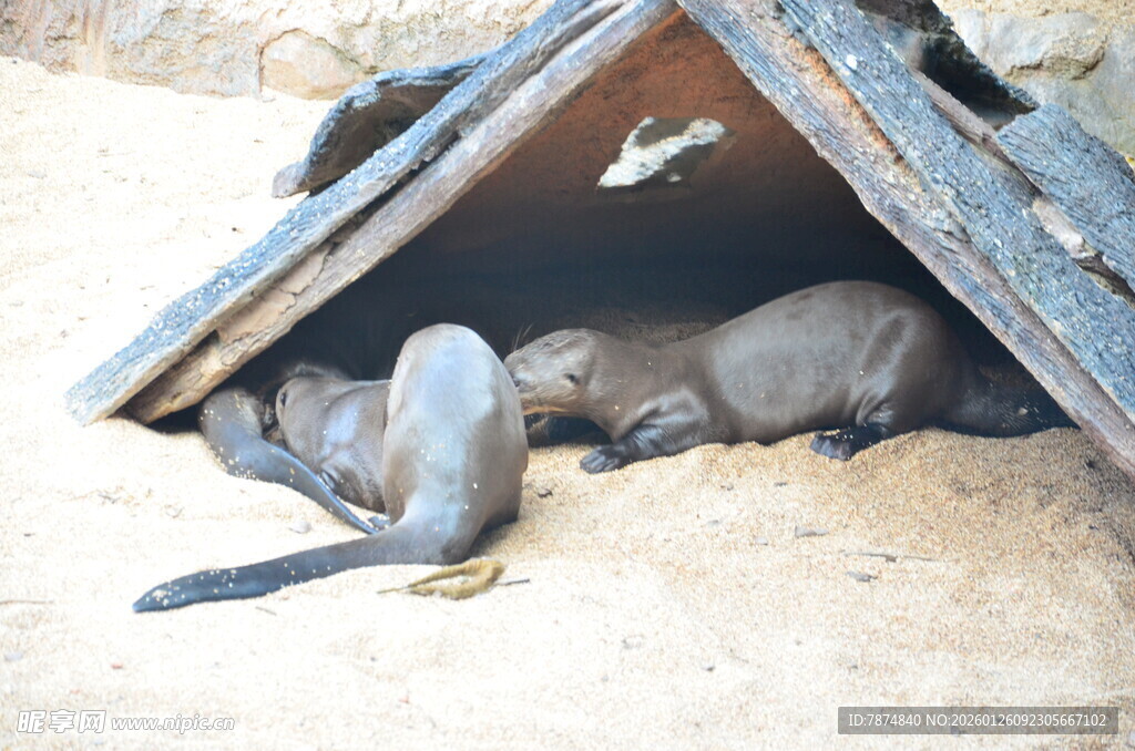 水獭在小屋下休憩