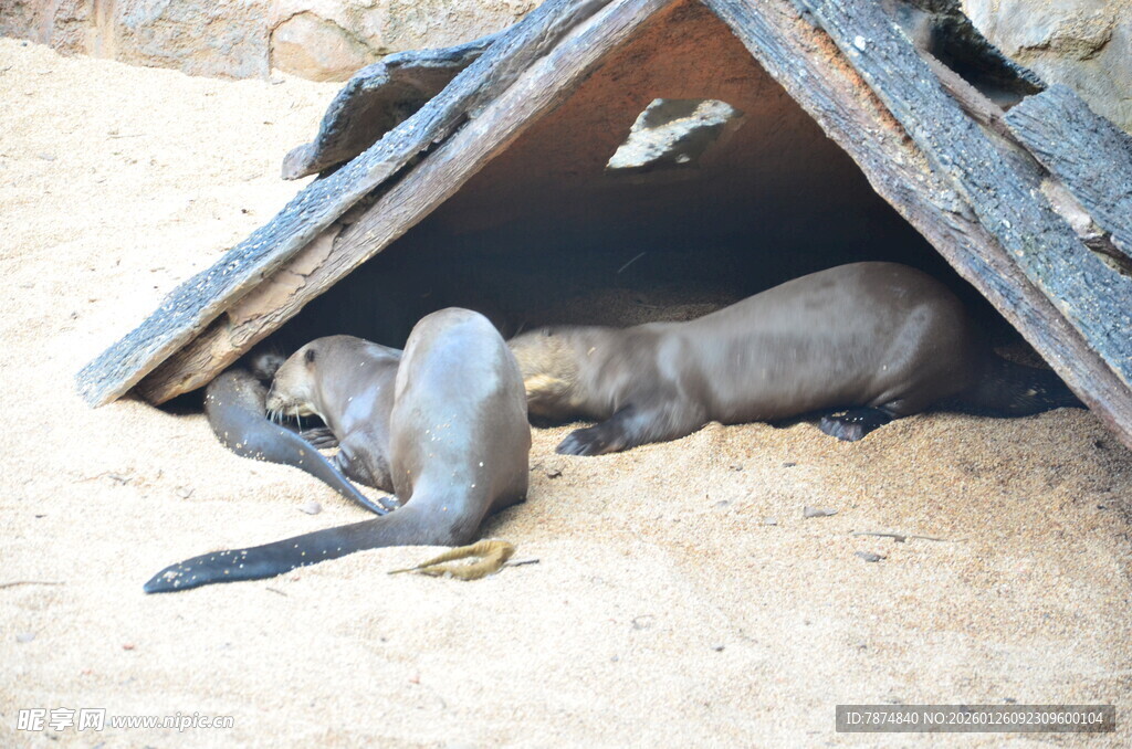 小狗在小屋下惬意休憩
