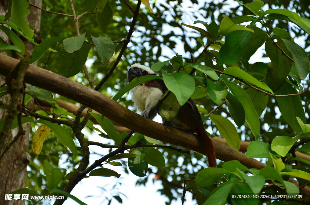 树枝上栖息的鸟