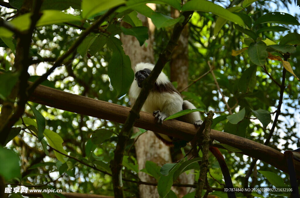 林间白脸卷尾猴