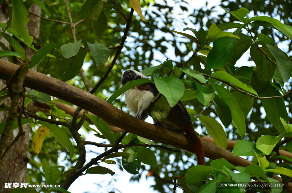 树枝上休憩的小鸟