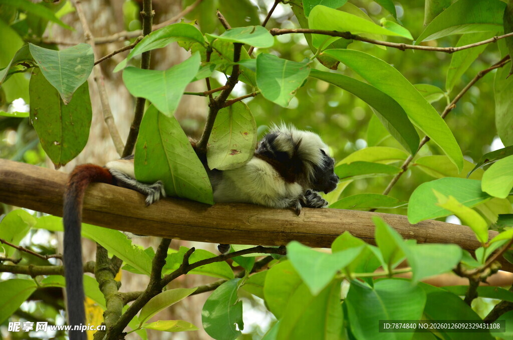 枝头休憩的绿鹦鹉