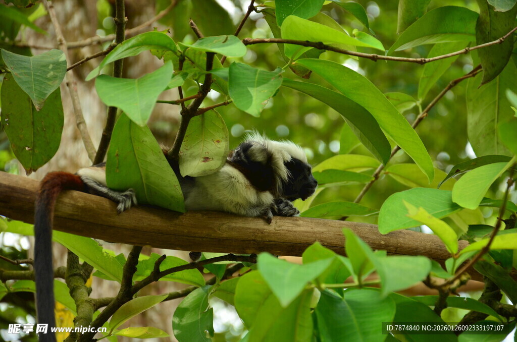 树枝上的可爱狐猴