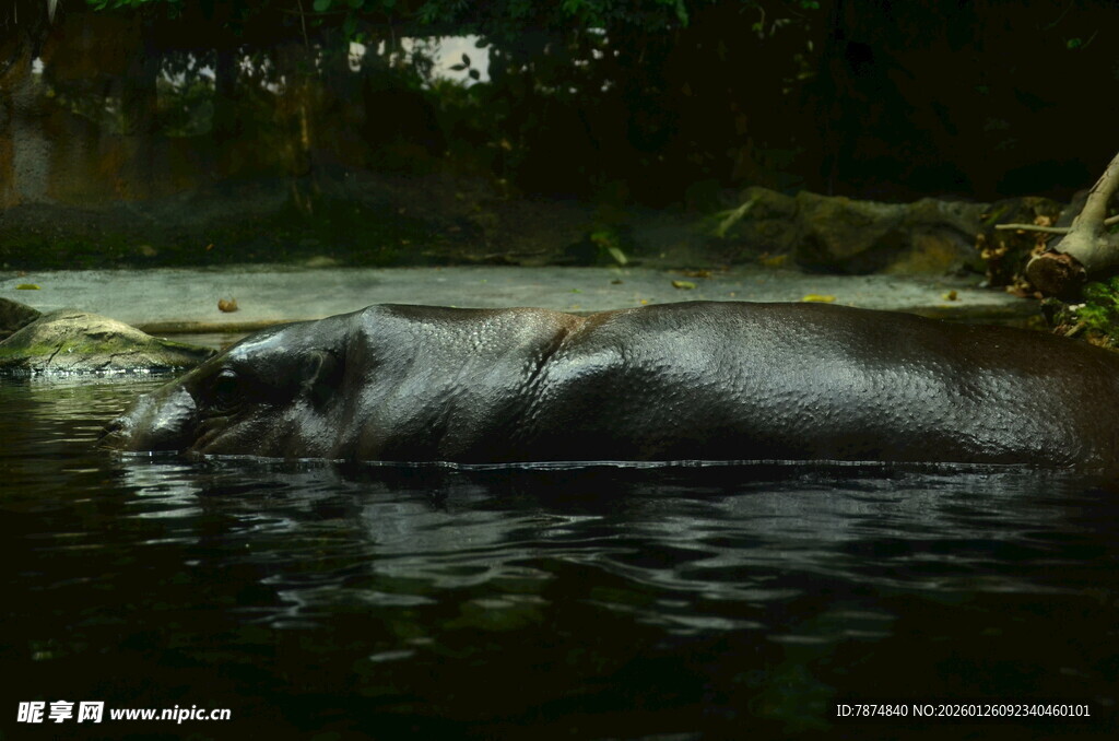 水中的河马