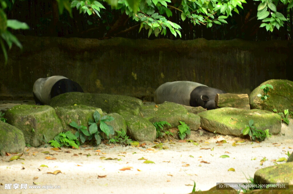石上休憩的两只大熊猫
