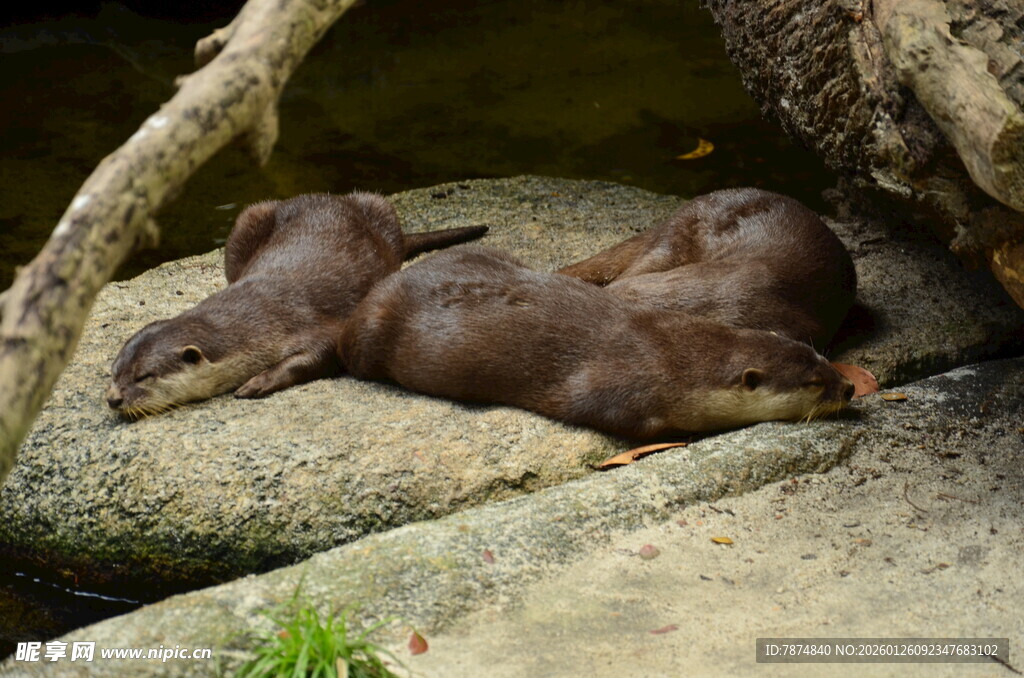石上休憩的可爱水獭