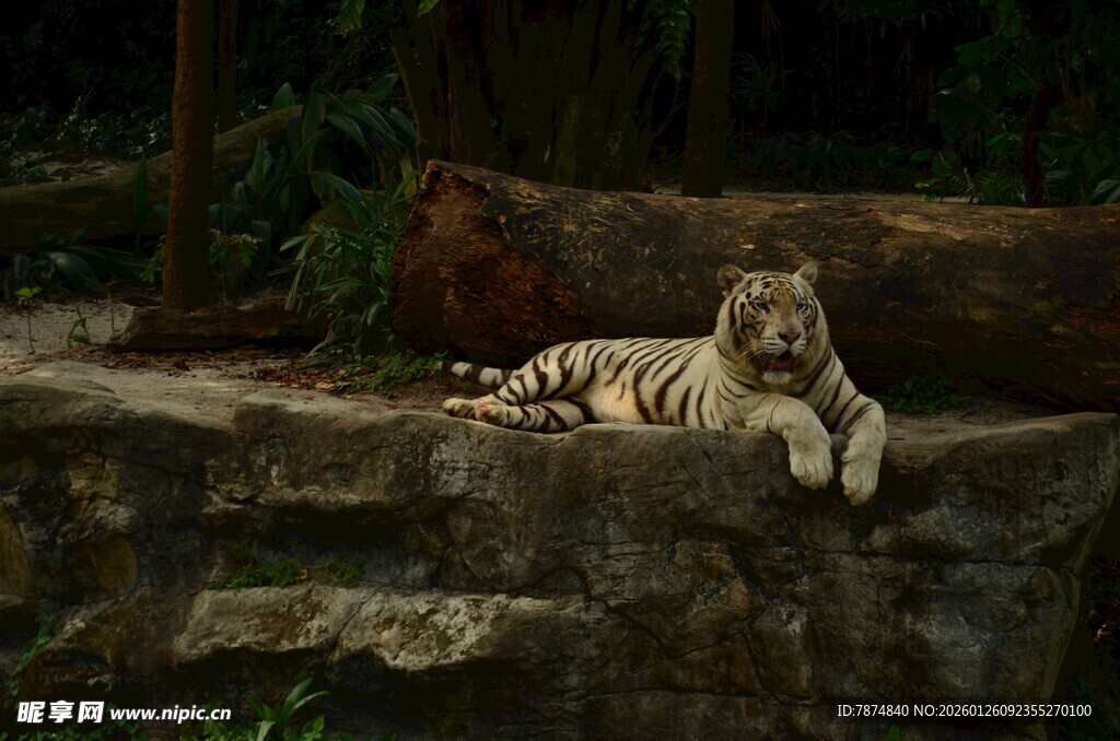 岩石上休憩的白虎