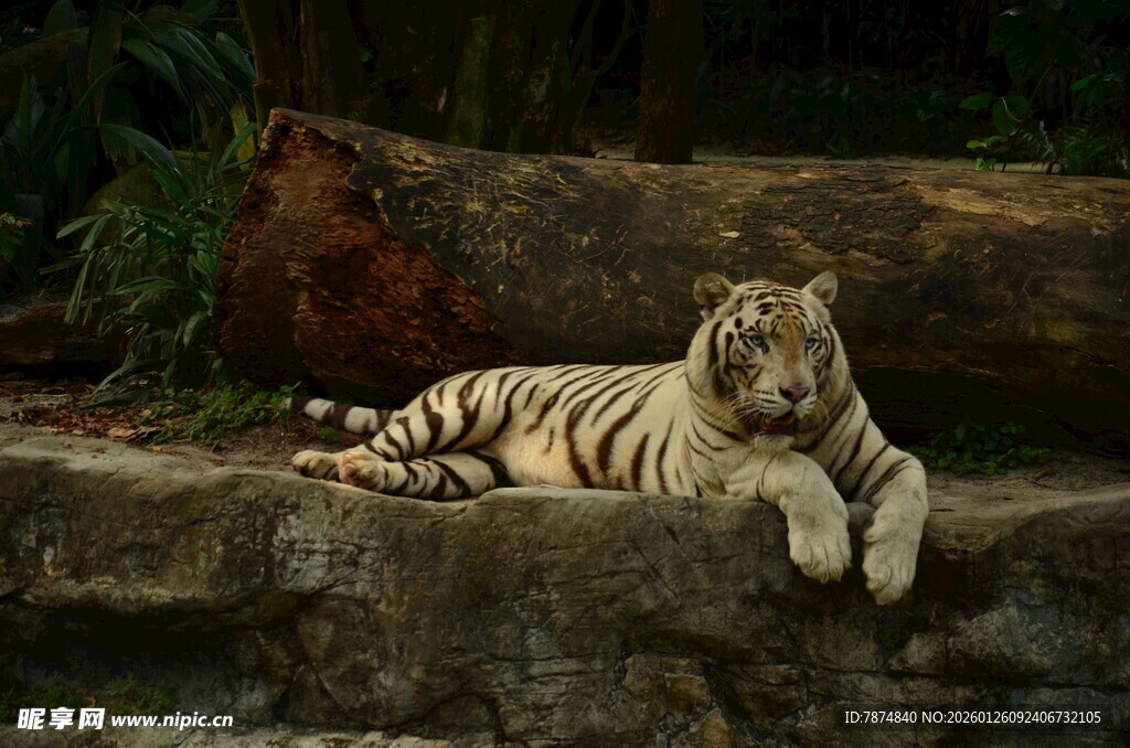 白虎休憩于石上