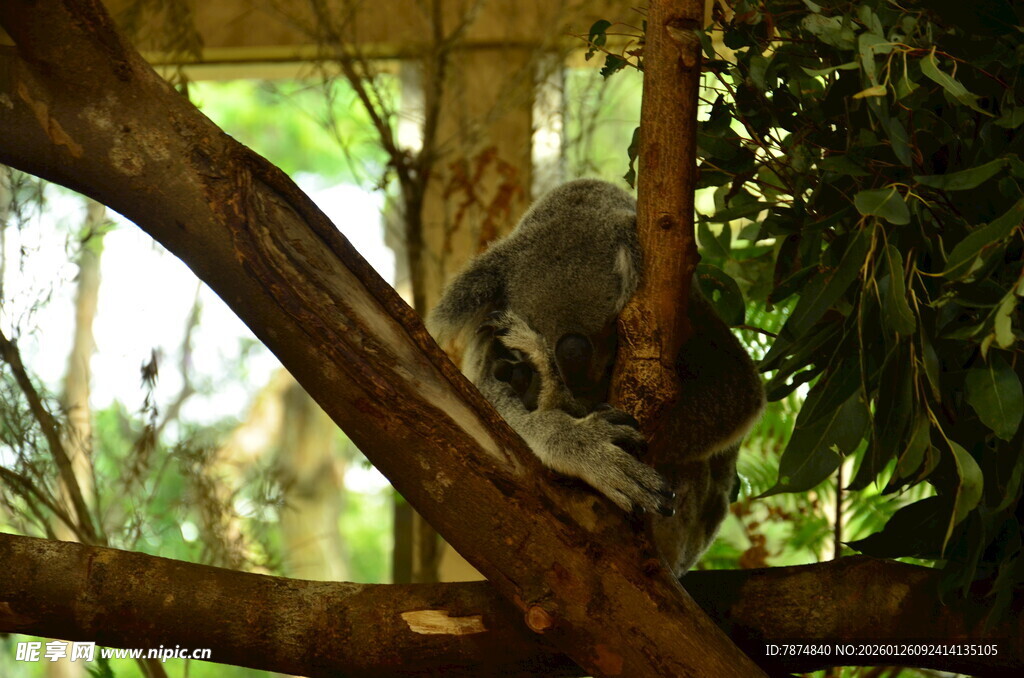树上的考拉