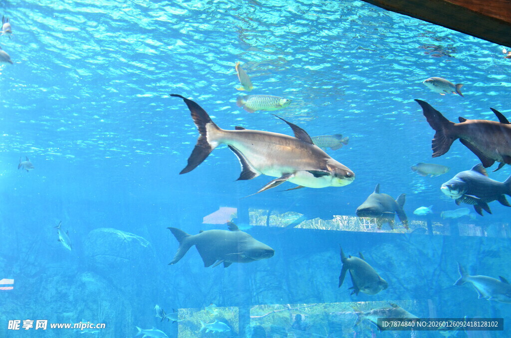 水族馆内畅游的群鱼