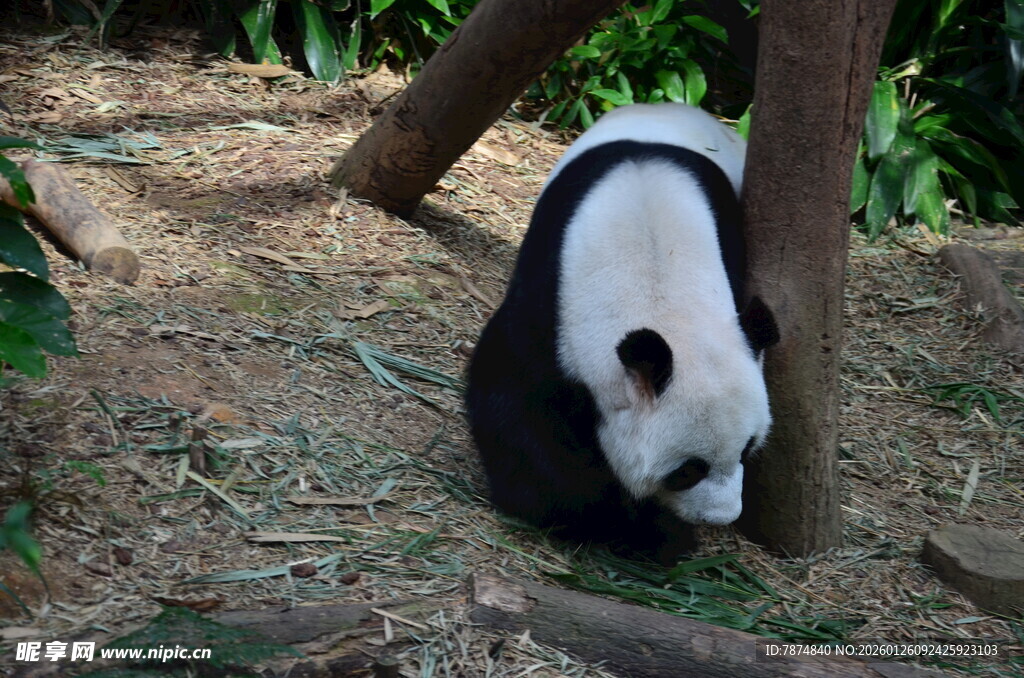 低头觅食的可爱大熊猫