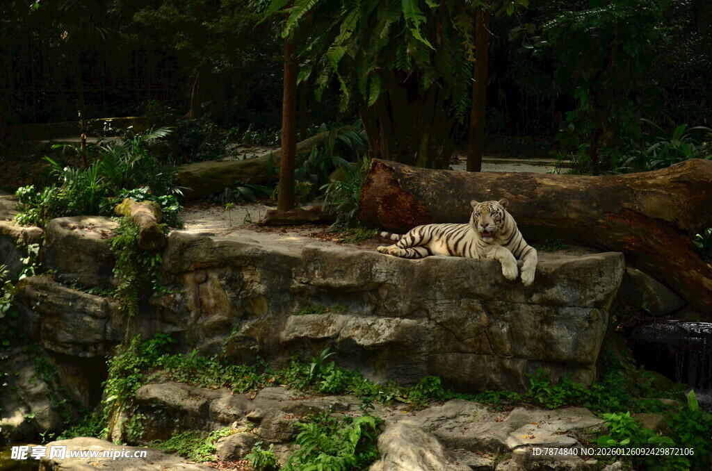 岩石上休憩的野生动物