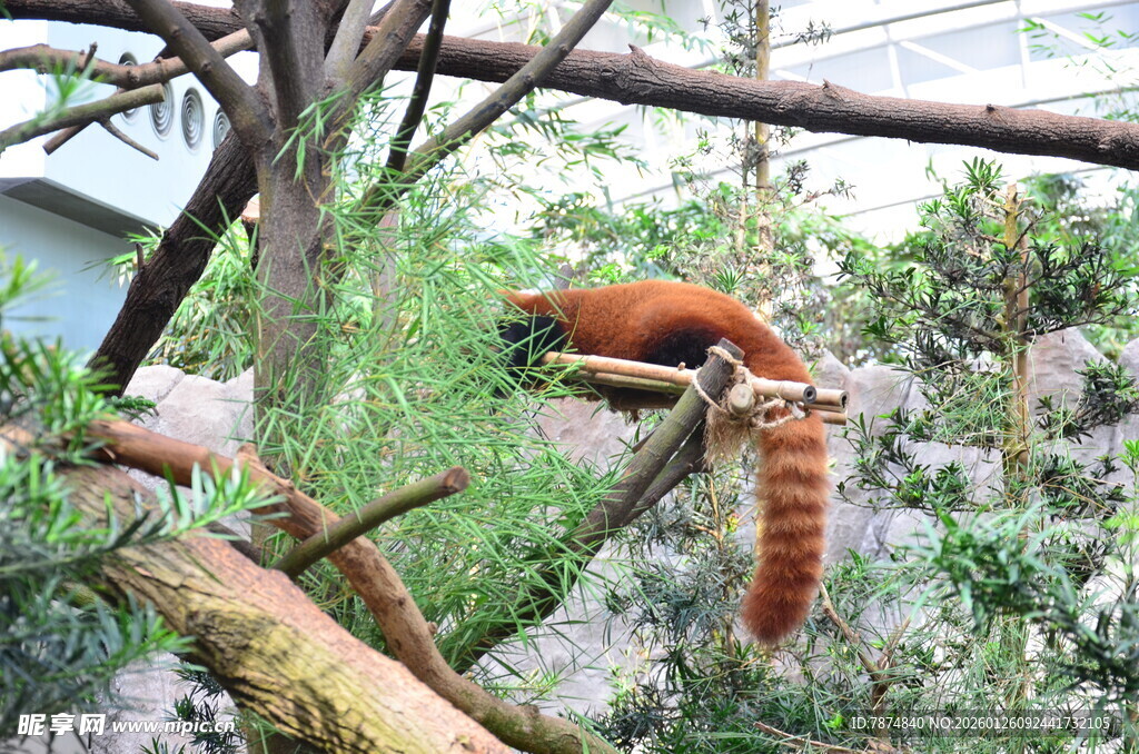 小熊猫栖息于枝头