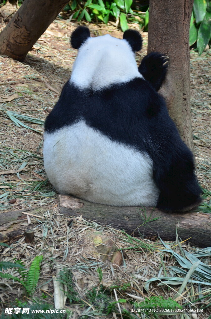 憨态可掬的大熊猫背影