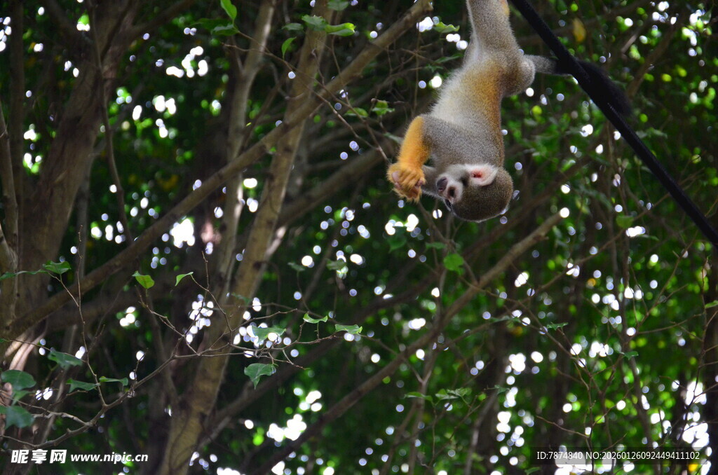 树上倒挂的可爱猴子