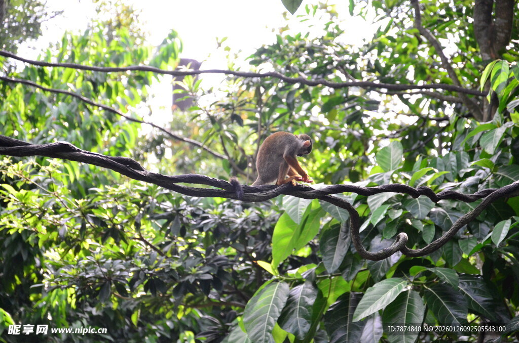 树枝上的猴子