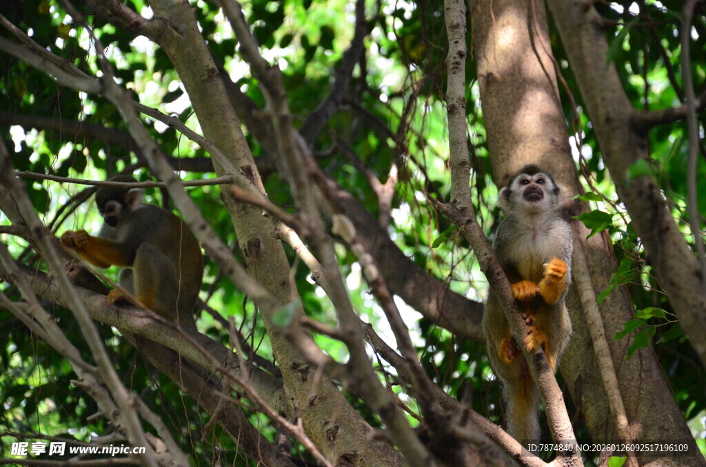 树上的松鼠猴