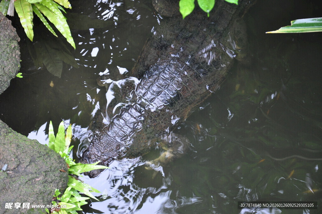池塘边的绿植与水面