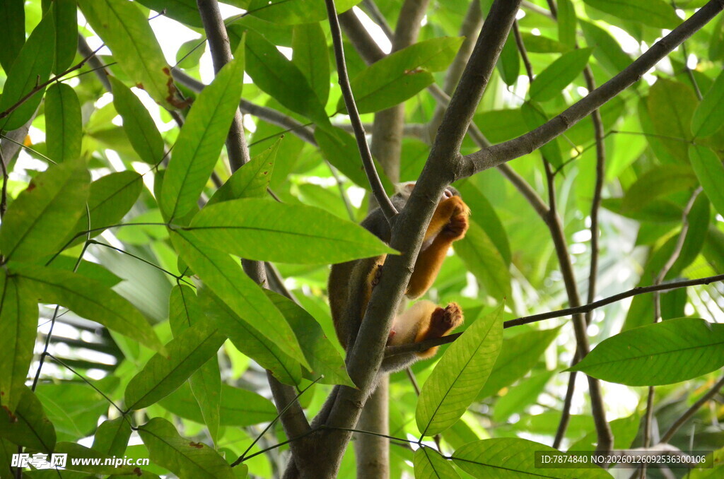 树枝上的蝴蝶与绿叶